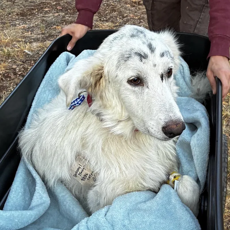 An adult large-sized male White / Cream Great Pyrenees dog named Cloud for adoption in Austin, TX