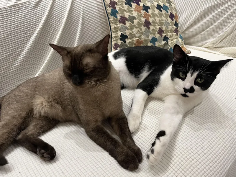 An adult large-sized male Domestic Short Hair cat named Deuce and Tux for adoption in Fairfax, VA