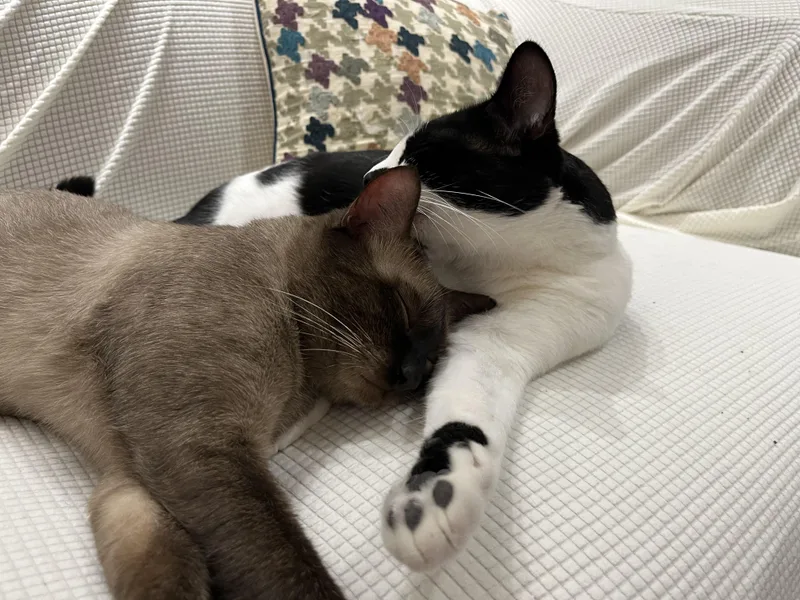 Deuce and Tux thumbnail 3
