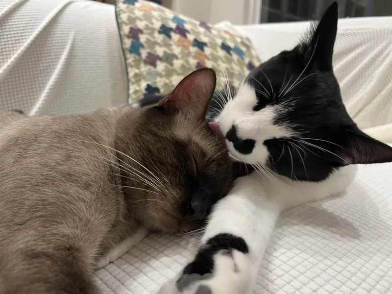 Deuce and Tux thumbnail 4
