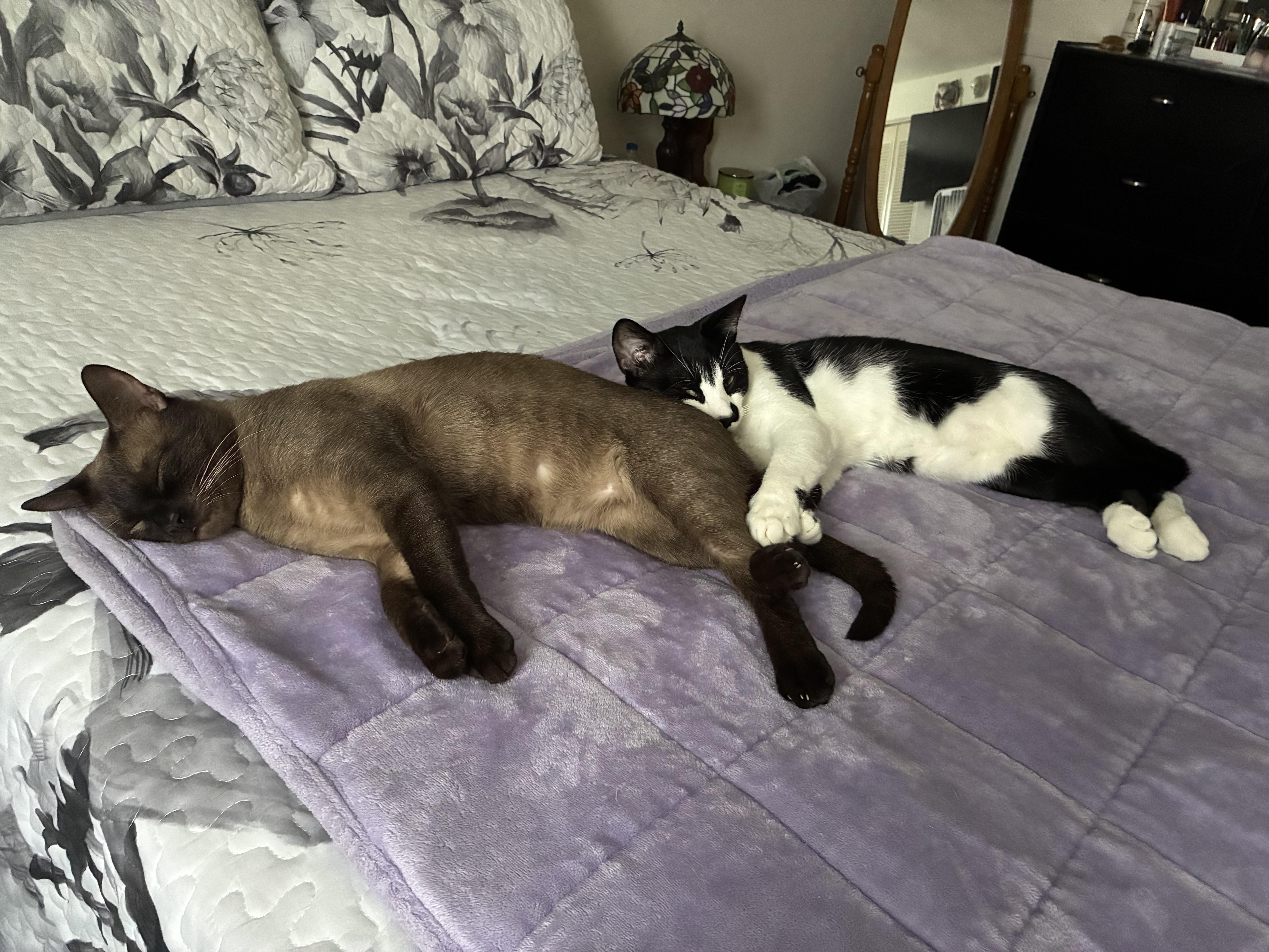 Deuce and Tux thumbnail 5