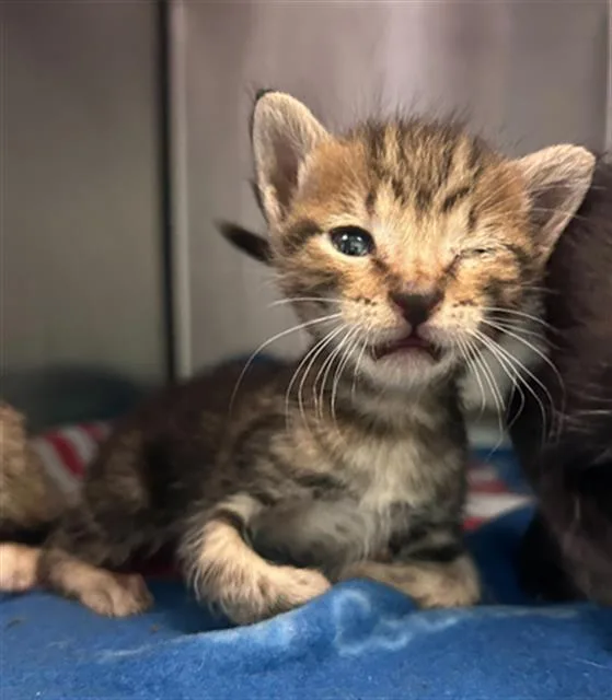A baby medium-sized female Domestic Short Hair cat named Waffle for adoption in Dallas, TX