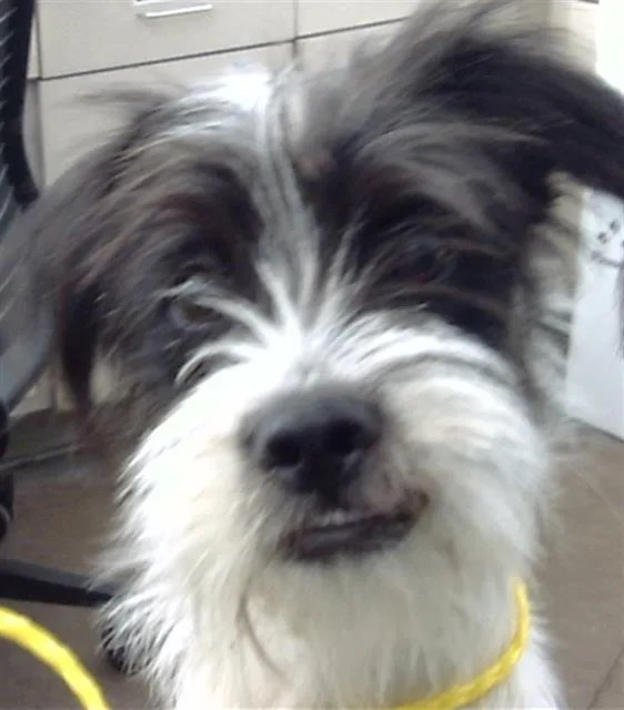 A young small-sized male Mixed Breed dog named Cosmo for adoption in Dallas, TX
