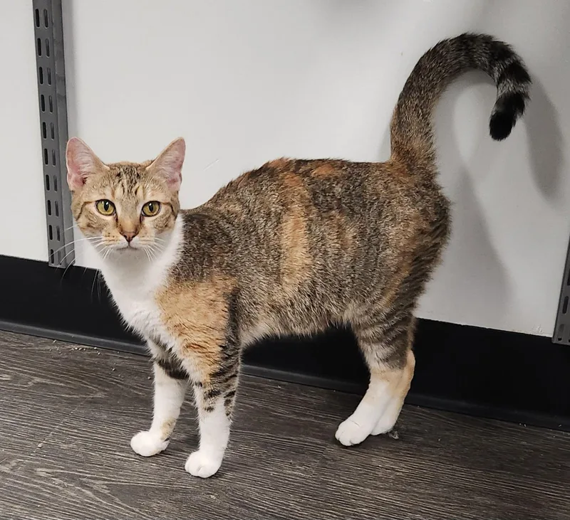 A young medium-sized female Domestic Short Hair cat named Taylin for adoption in Herndon, VA
