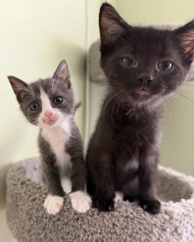 A baby medium-sized male Black Domestic Short Hair cat named Swiss Roll for adoption in Trenton, NJ