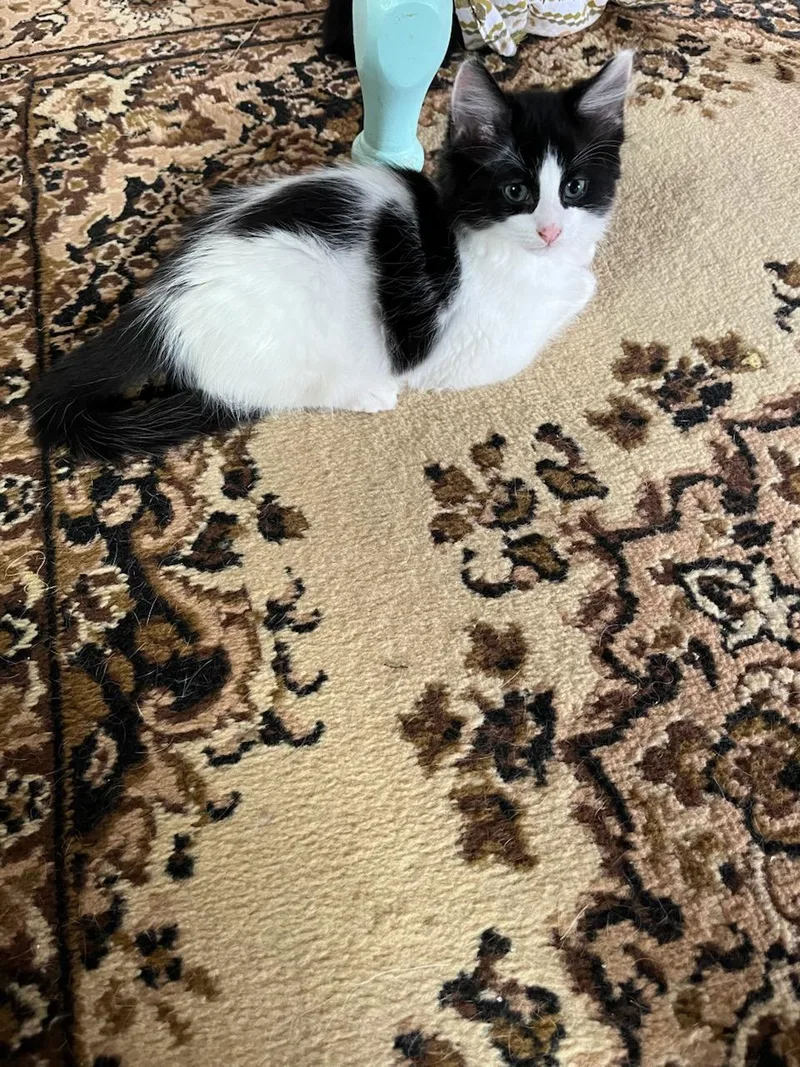 A baby medium-sized male Black & White / Tuxedo Domestic Medium Hair cat named Tusk for adoption in Fincastle, VA