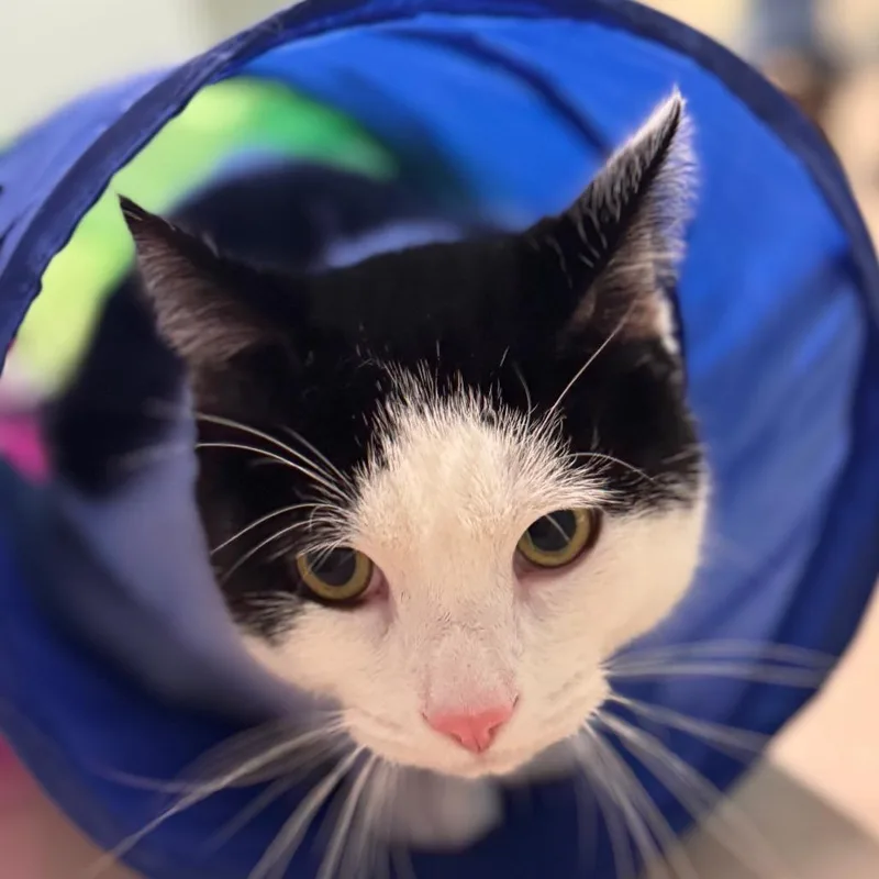 An adult large-sized male Black Domestic Short Hair cat named John Wayne for adoption in Pittsford, VT