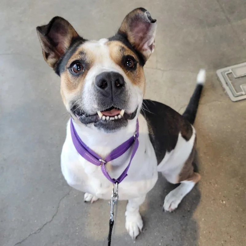 An adult medium-sized female Pit Bull Terrier dog named Cookie Dough for adoption in Waco, TX