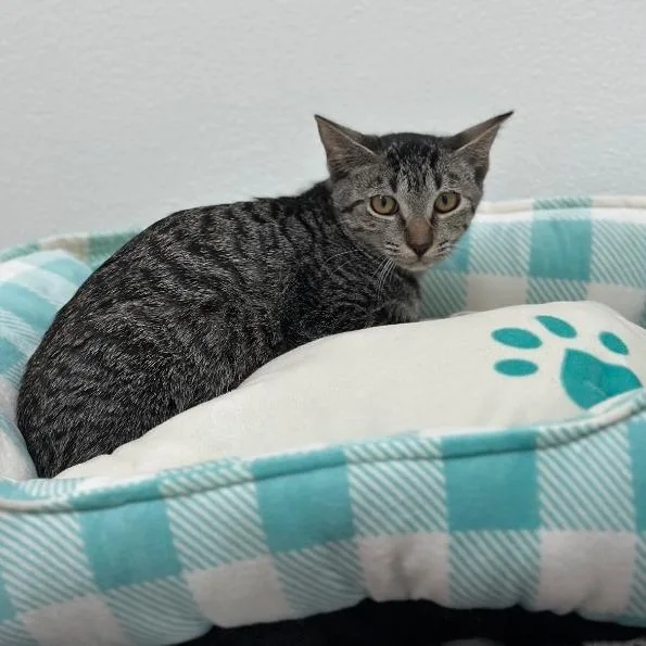 A baby small-sized female Brown / Chocolate Domestic Short Hair cat named Lisa for adoption in Newberg, OR