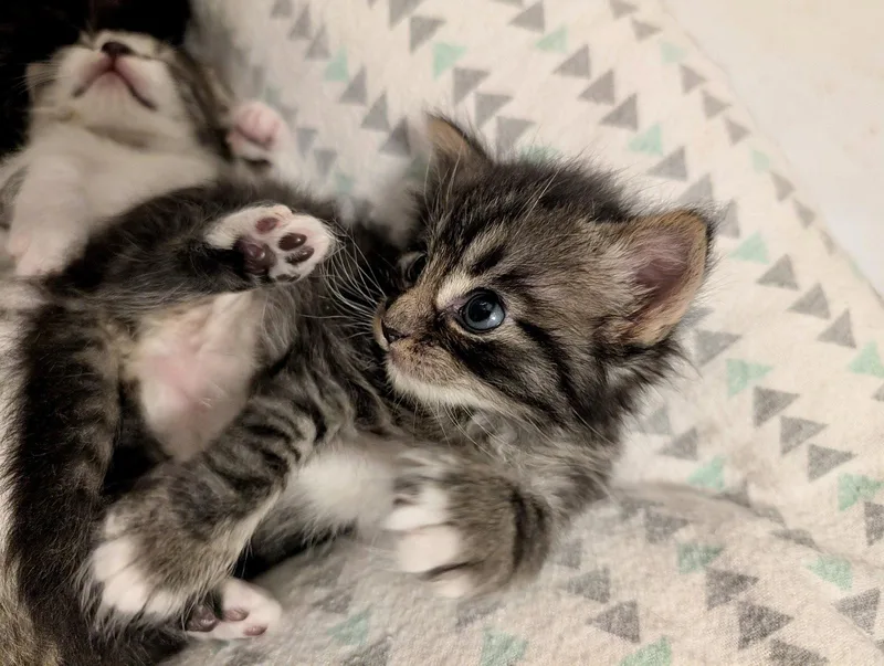 A baby medium-sized female Domestic Medium Hair cat named Cassiopeia for adoption in Herndon, VA
