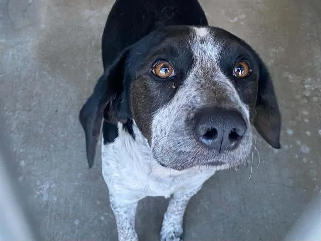 An adult small-sized male Pointer dog named Saint for adoption in Tustin, CA