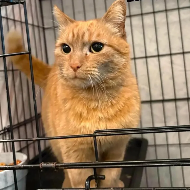 An adult small-sized female Orange / Red Domestic Short Hair cat named Gus Bus for adoption in Washington, DC