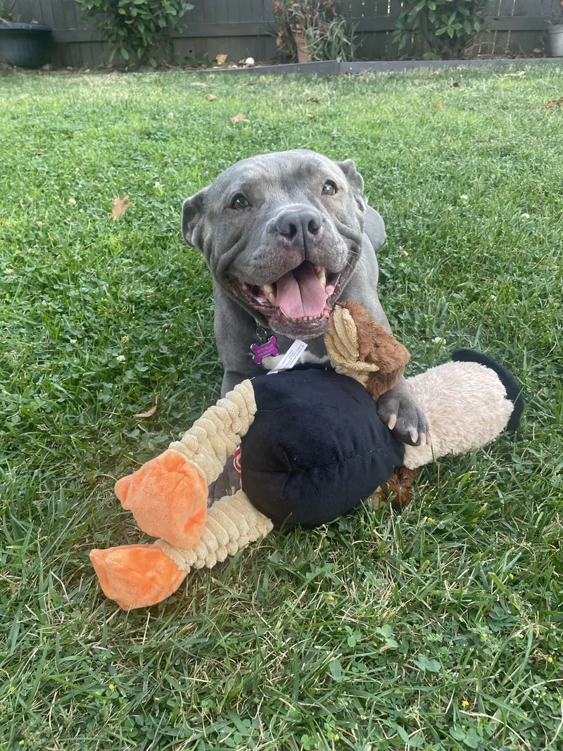 An adult medium-sized female American Bully dog named Reba for adoption in Vacaville, CA