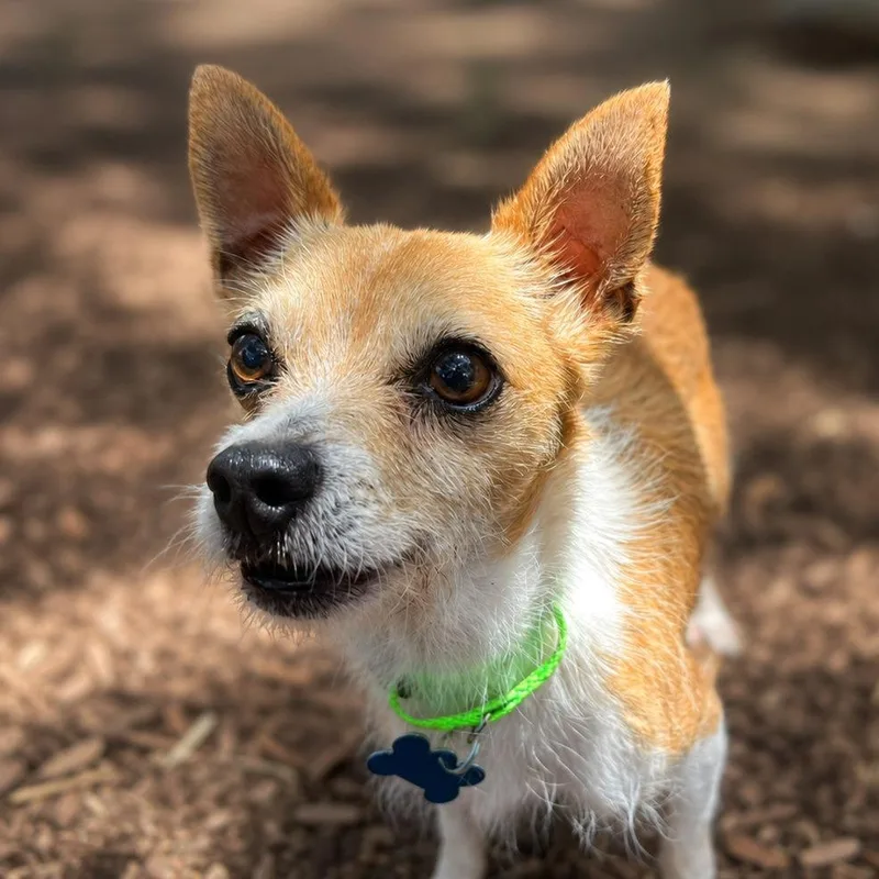An adult small-sized male Brown / Chocolate Chihuahua dog named Tommy for adoption in Boerne, TX