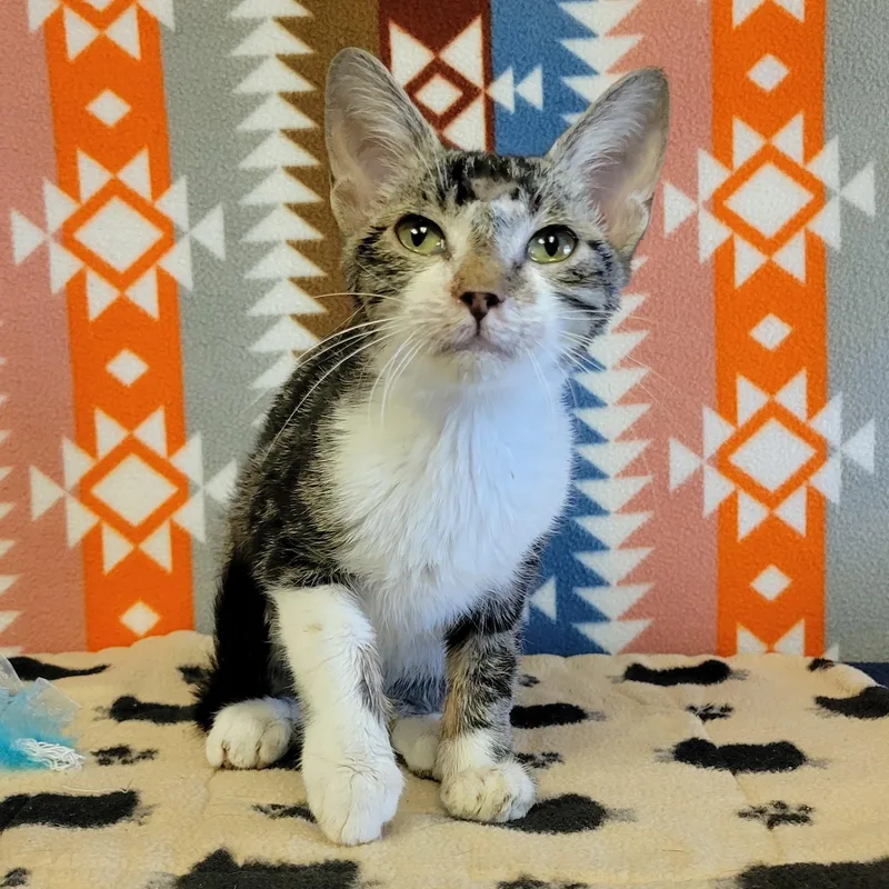 Miso