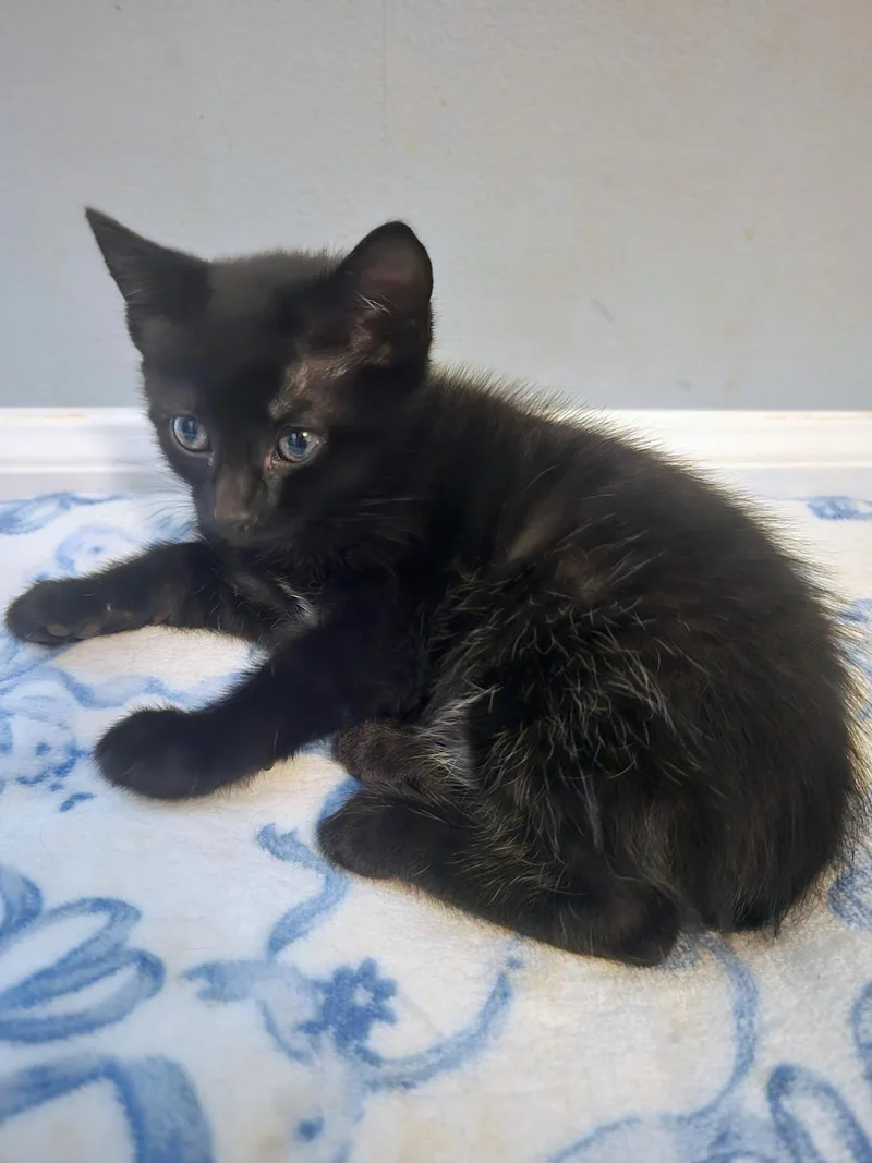 A baby medium-sized female Black Domestic Short Hair cat named Opal for adoption in Seneca, SC