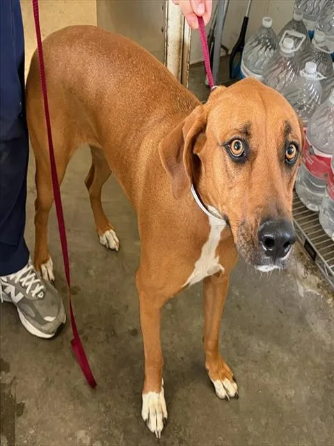 A young small-sized female Pit Bull Terrier dog named Lexi for adoption in Riverside, CA