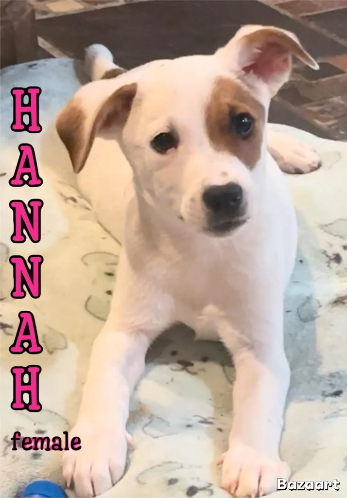 A baby medium-sized female Jack Russell Terrier dog named Hannah for adoption in Manchester, CT
