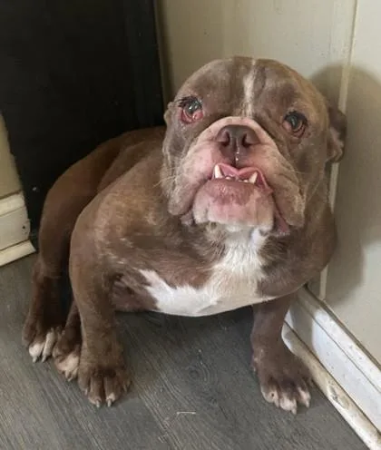 An adult small-sized female American Bulldog dog named Truffle for adoption in West Memphis, AR