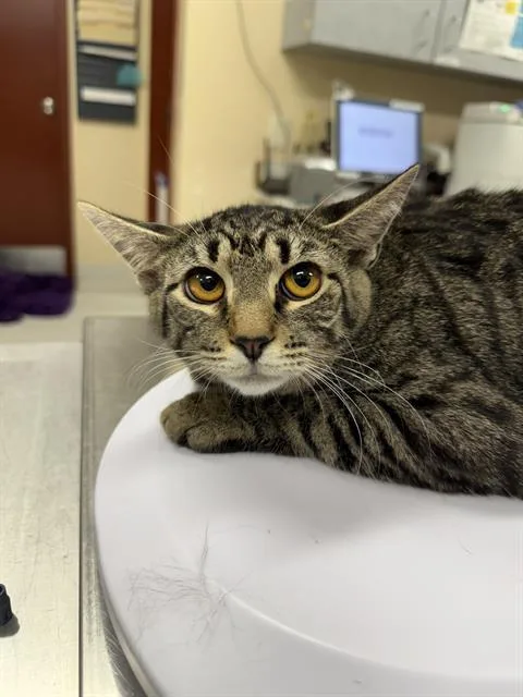 A young small-sized female Domestic Short Hair cat named Fiona for adoption in Aliquippa, PA