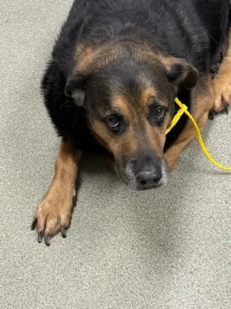 An adult small-sized male German Shepherd Dog dog named Brady for adoption in Las Vegas, NV