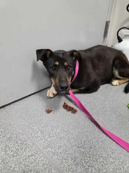 An adult medium-sized female Mixed Breed dog named Cammie for adoption in Sevierville, TN