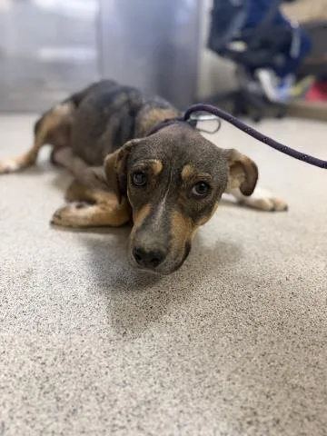 An adult medium-sized female German Shepherd Dog dog named Lilly for adoption in Riverside, CA