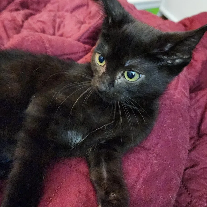 A baby small-sized male Black Domestic Short Hair cat named Rex for adoption in Carmel, IN