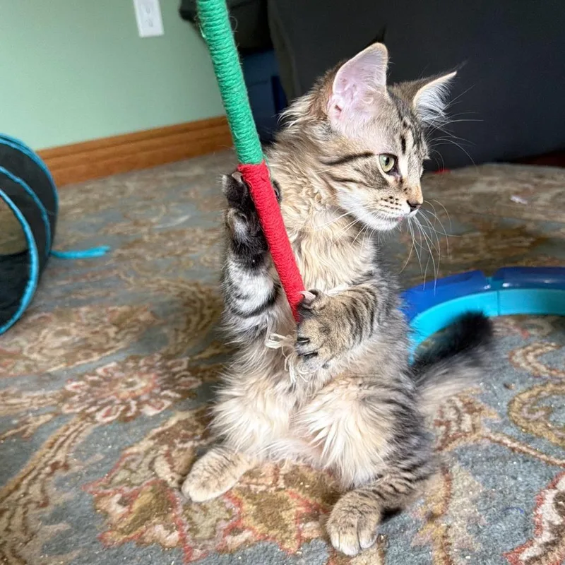 A baby small-sized male Brown / Chocolate Domestic Short Hair cat named Garcia for adoption in Gibsonia, PA
