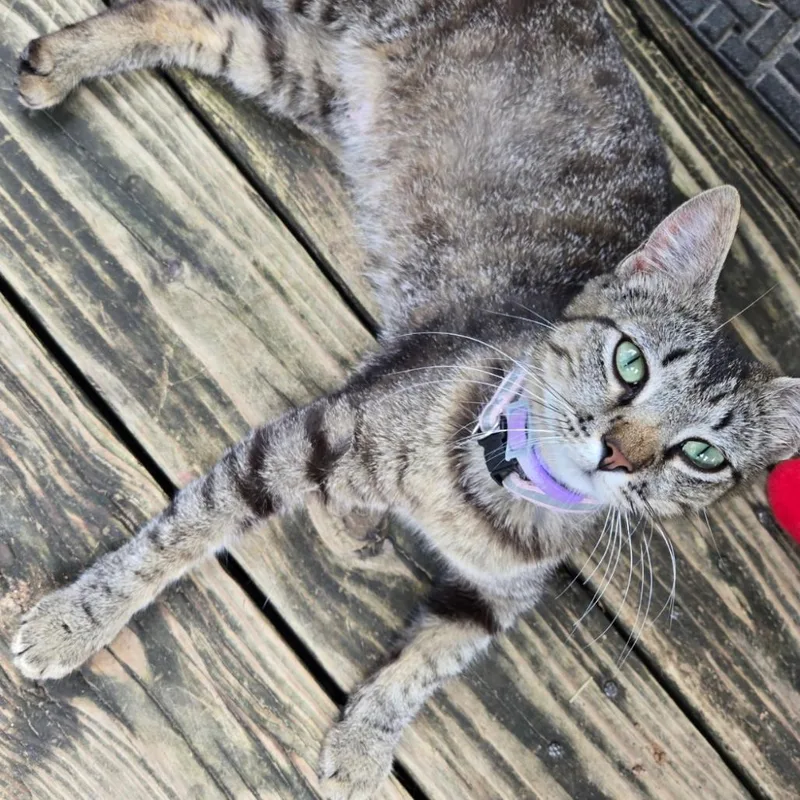 A young medium-sized female Brown / Chocolate Domestic Short Hair cat named Precious for adoption in Marshall, TX