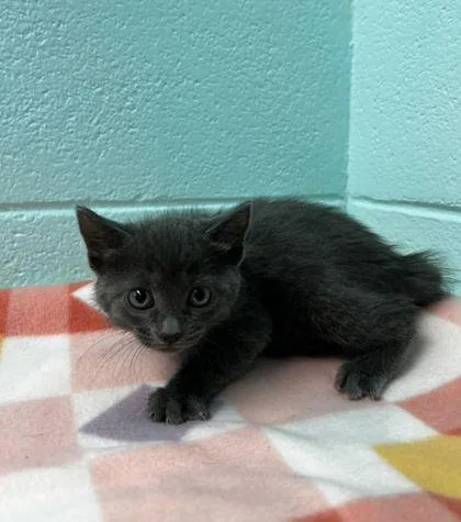 An adult small-sized female Domestic Short Hair cat named Soliel for adoption in Spruce Pine, NC