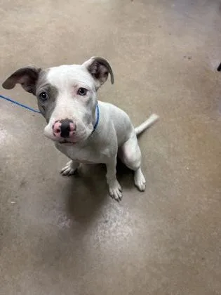 A baby medium-sized female American Staffordshire Terrier dog named Penny for adoption in Portland, ME