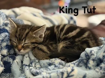 A baby small-sized male Domestic Short Hair cat named King Tut for adoption in Fishers, IN