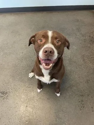 An adult medium-sized male Brown / Chocolate Mixed Breed dog named Tiny for adoption in Mishawaka, IN