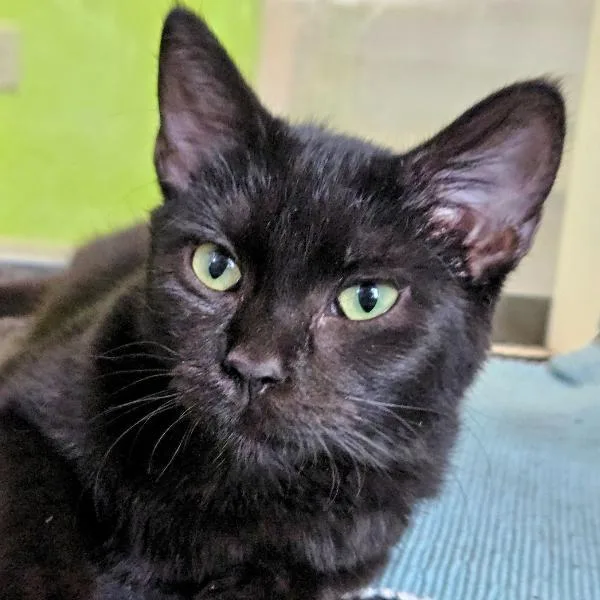 A young small-sized female Domestic Short Hair cat named Kunisha for adoption in Des Moines, IA