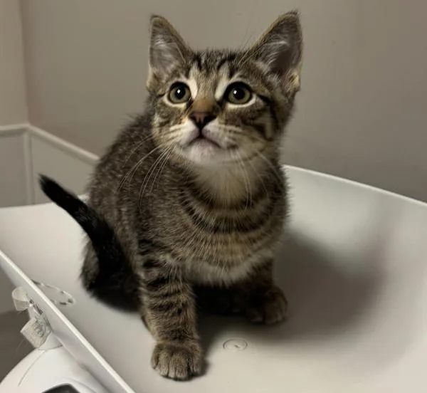 A baby small-sized male Domestic Short Hair cat named Zach for adoption in Oakland, CA