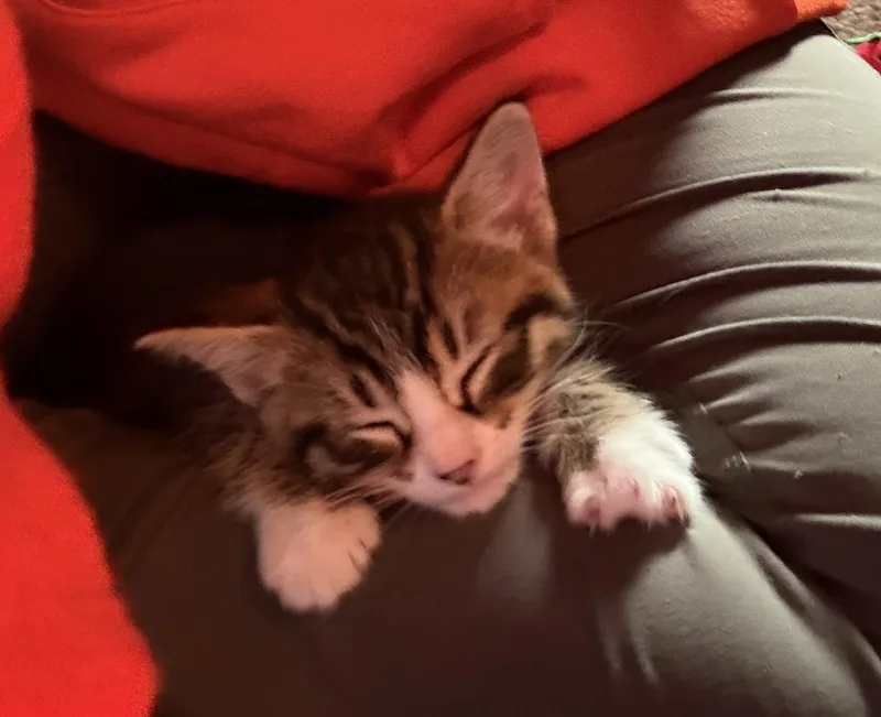 A baby small-sized male Tabby (Brown / Chocolate) Domestic Short Hair cat named Josh for adoption in Kenosha, WI