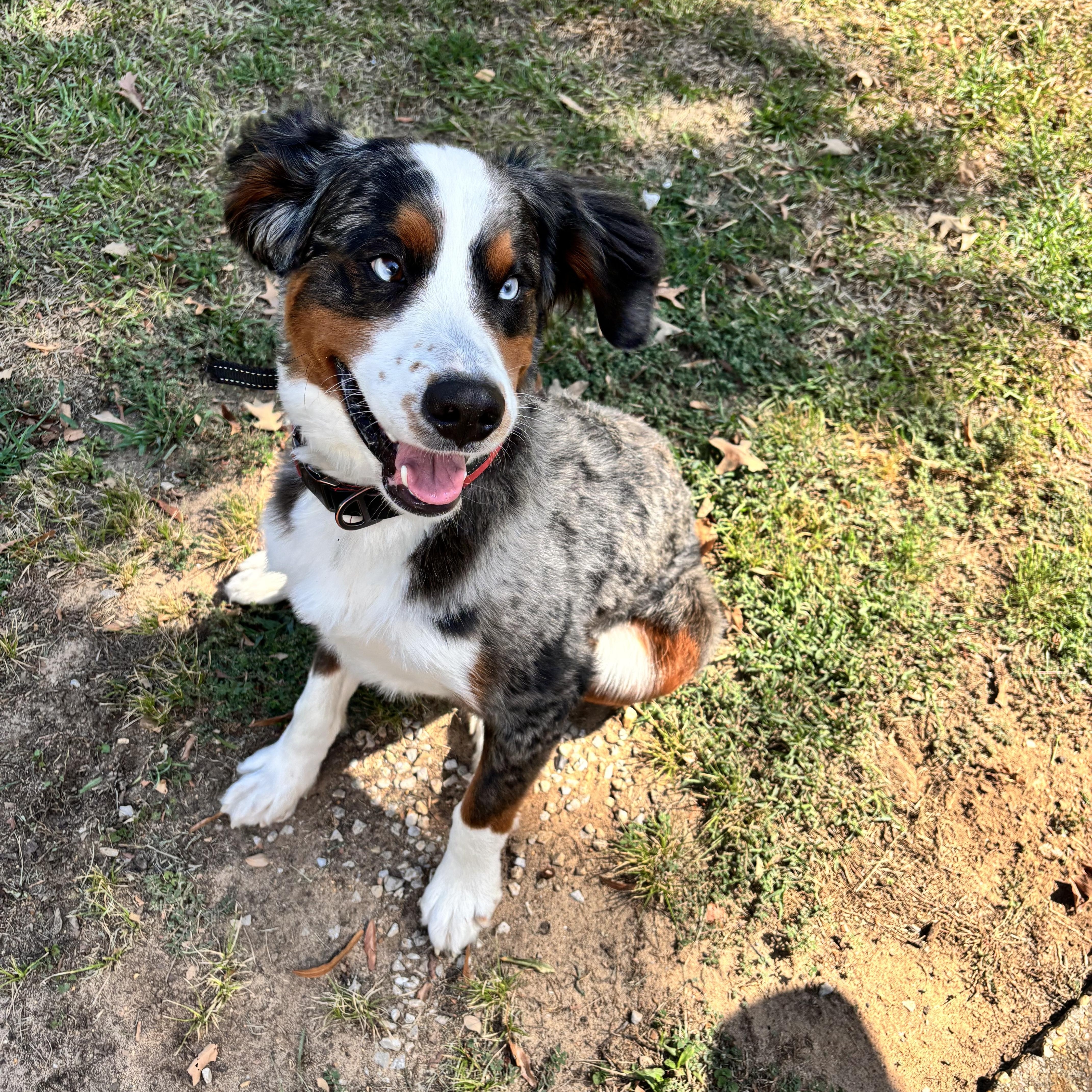 A young medium-sized male Bicolor Bernadoodle dog named Maverick for adoption in Tunica, MS