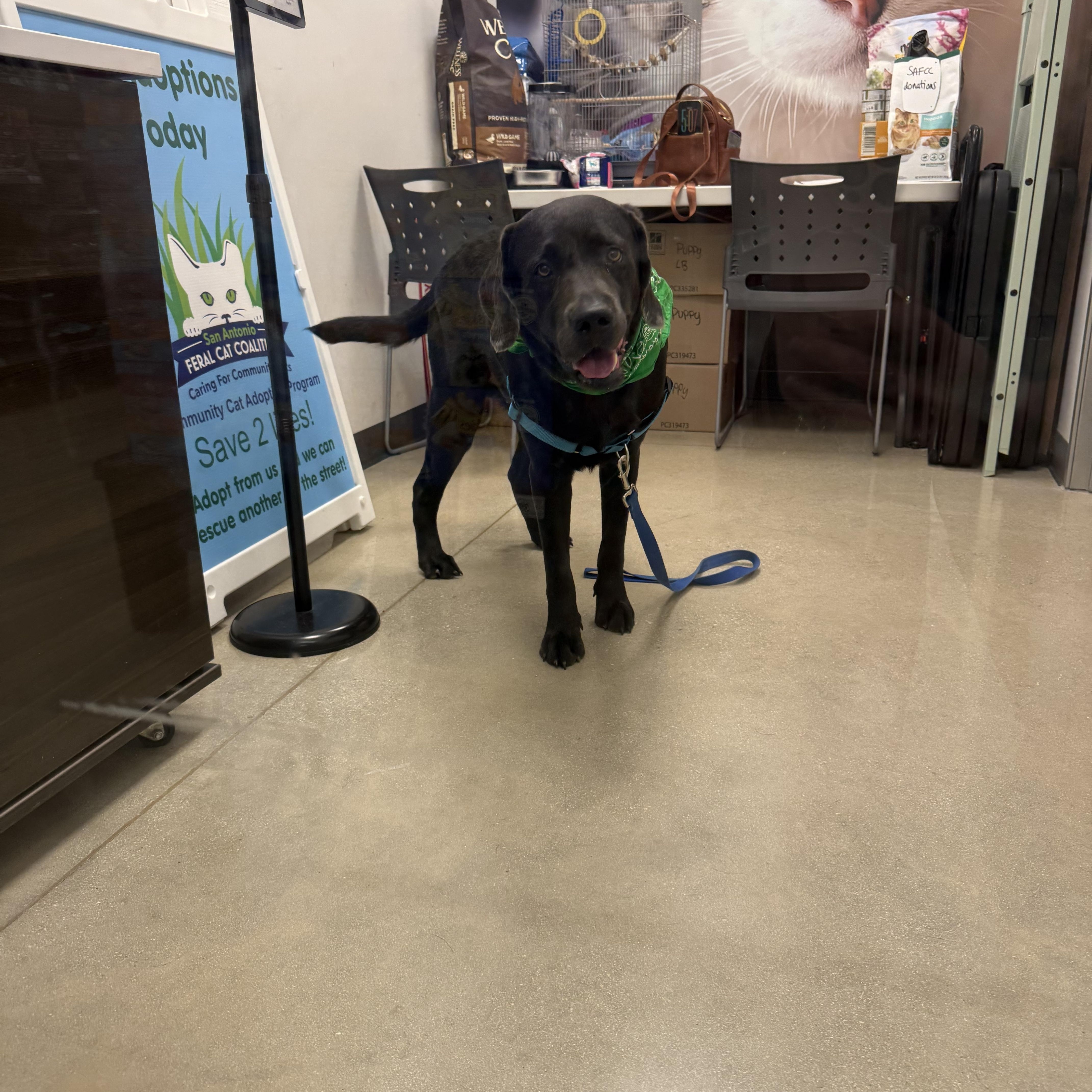 An adult large-sized male Labrador Retriever dog named Hei Go for adoption in San Antonio, TX