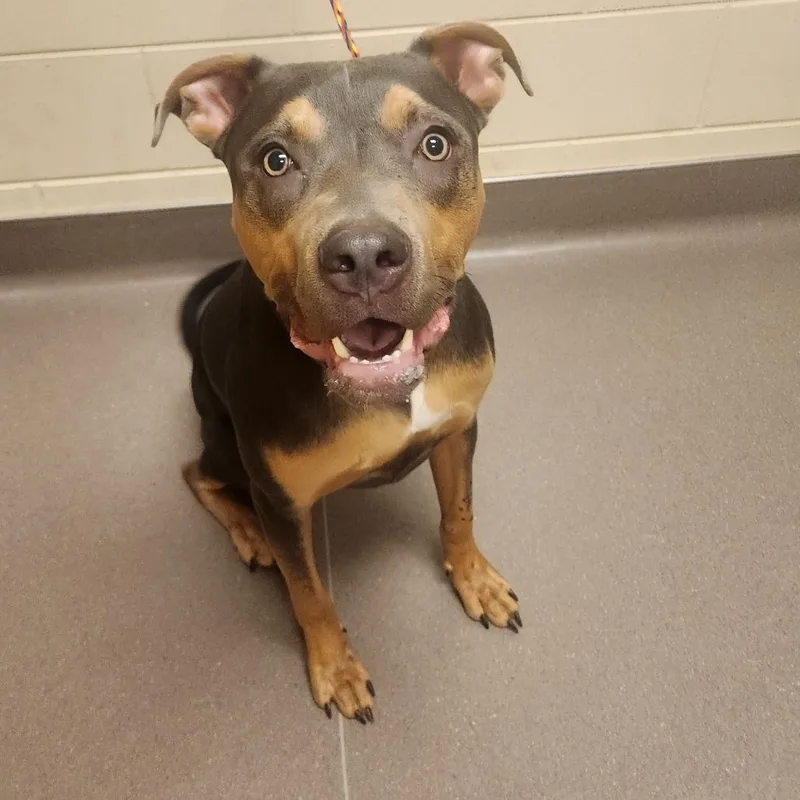 A young large-sized male Gray / Blue / Silver Pit Bull Terrier dog named George for adoption in Norman, OK