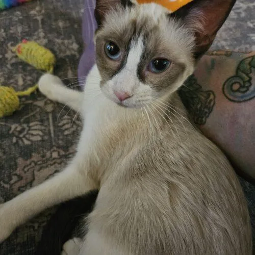 A baby small-sized female Siamese cat named Aurora for adoption in Gilbert, AZ
