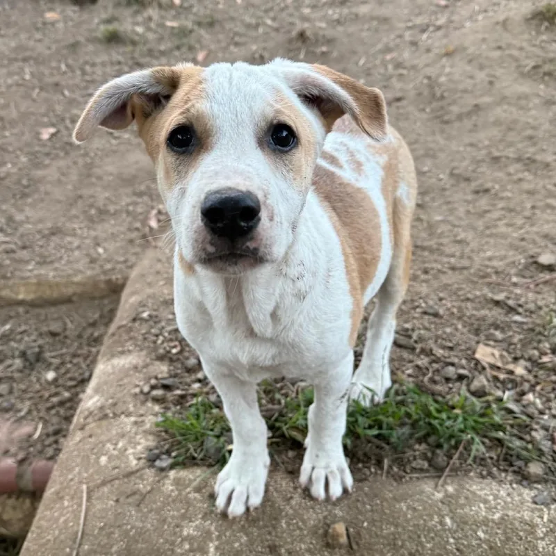 A baby medium-sized male White / Cream Terrier dog named Frito for adoption in San Diego, CA