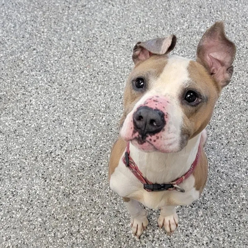 A young medium-sized male Pit Bull Terrier dog named Stewart for adoption in Bryan, OH