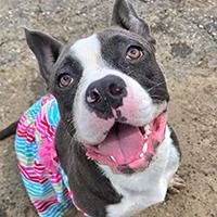 A young medium-sized female Gray / Blue / Silver Pit Bull Terrier dog named Rory  URGENT for adoption in Thousand Oaks, CA