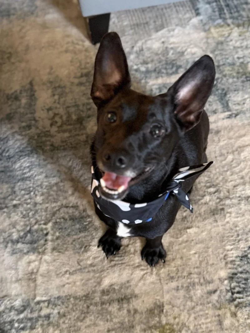 An adult small-sized male Mixed Breed dog named Davis for adoption in Holbrook, NY