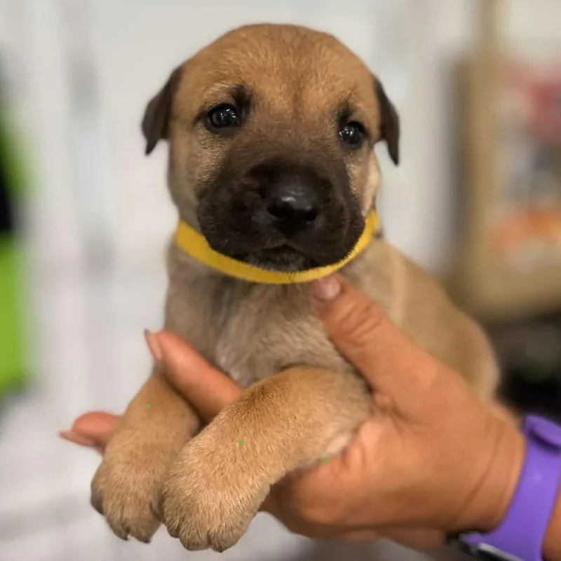 A baby small-sized female Gray / Blue / Silver German Shepherd Dog dog named Roma for adoption in Tampa, FL