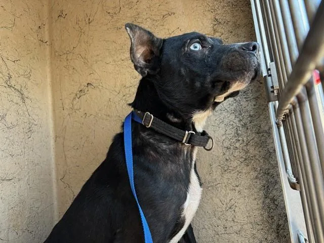 A young small-sized female Pit Bull Terrier dog named A for adoption in Oklahoma City, OK