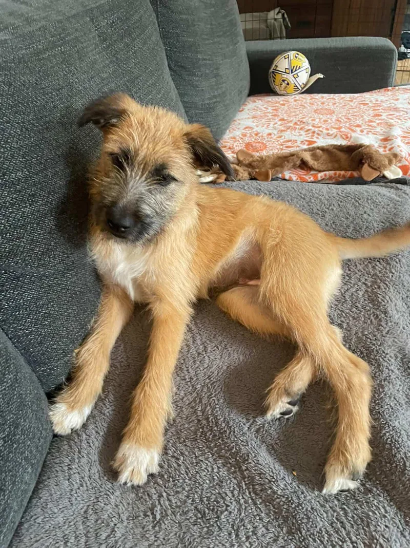 A baby medium-sized female Sheepadoodle dog named Nyla for adoption in San Diego, CA
