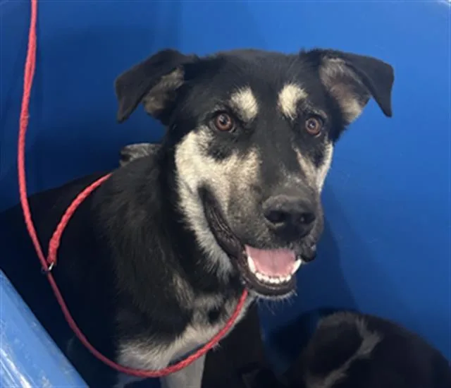 A young large-sized female Mixed Breed dog named Ruby for adoption in Dallas, TX