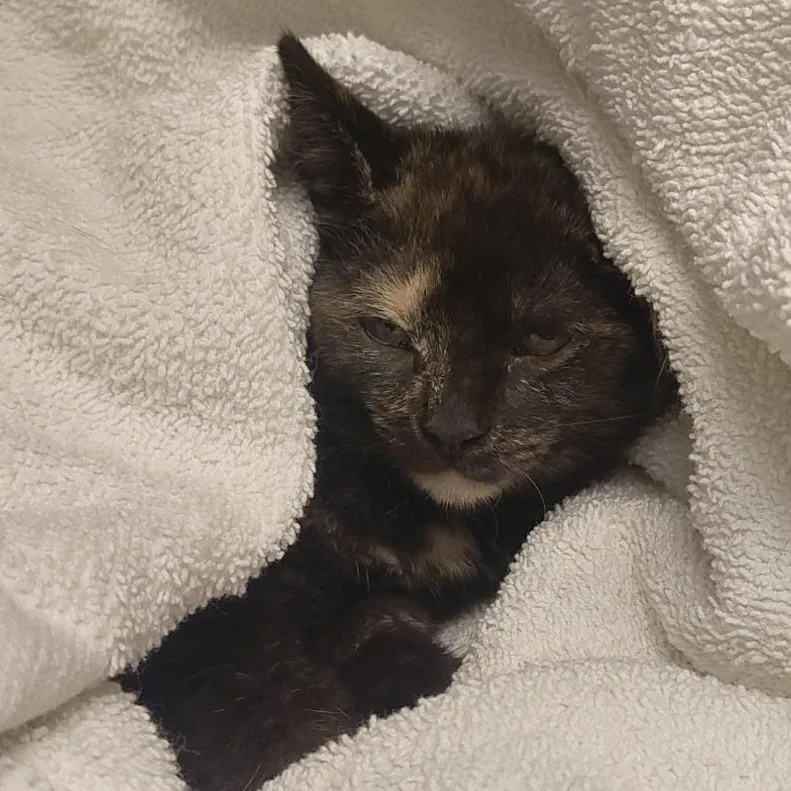 A baby small-sized female Tortoiseshell Domestic Short Hair cat named 71610 for adoption in Harrisonburg, VA